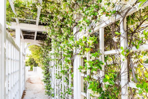Cost of Trellis Repair in Fort Mill