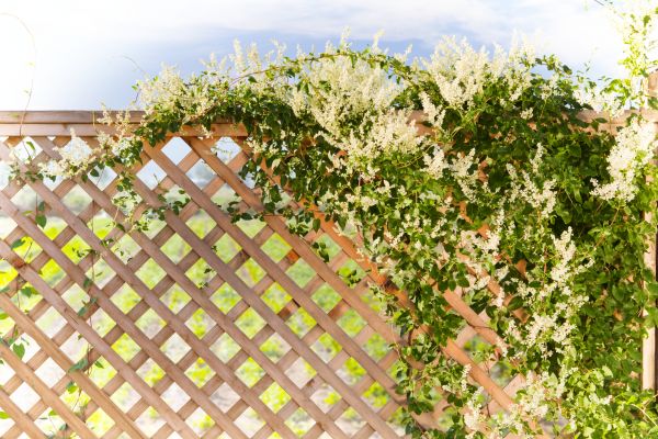 Cost of Lattice Repair in Fort Mill
