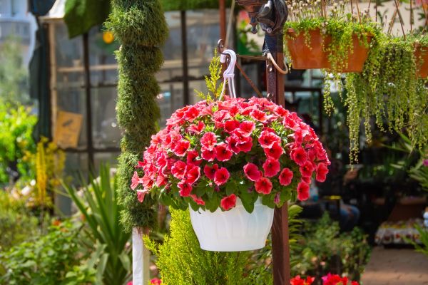 Cost of Hanging Planter Installation in Fort Mill