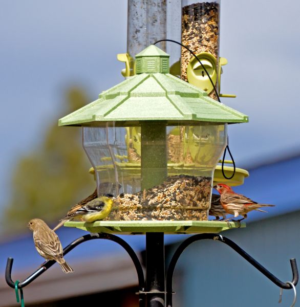 Cost of Bird Feeder Installation in Fort Mill